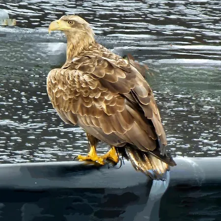 Brakkebo As Han/Misafirhane Gamvik (Troms)