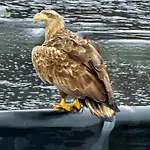 Brakkebo As Vertshus Gamvik (Troms)